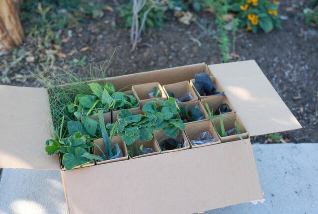 A box of plants from High Country Gardens