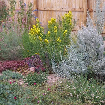 Shop Waterwise Plants
