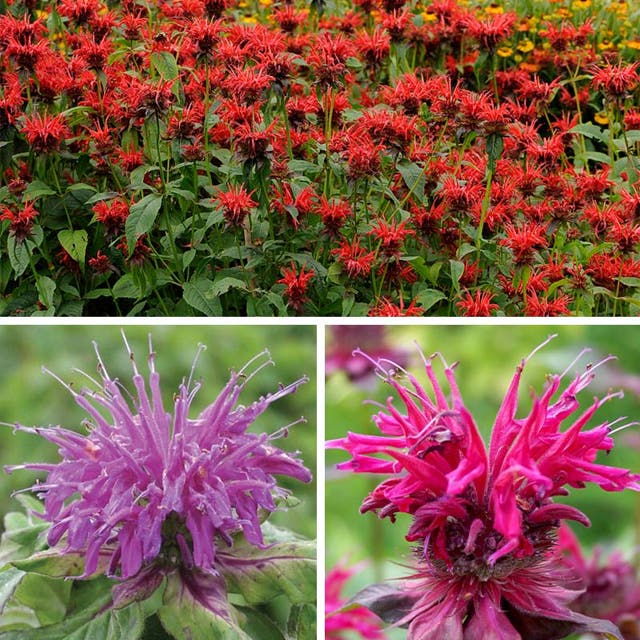 Worry-Free Bee Balm Collection