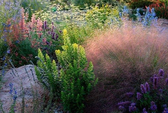 Waterwise perennial garden